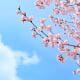 Cheery tree with blossom